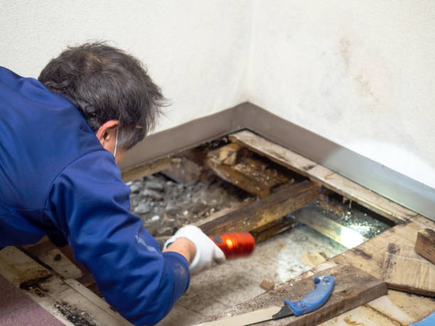 Best Certified Mold Removal  in San Fernando, CA