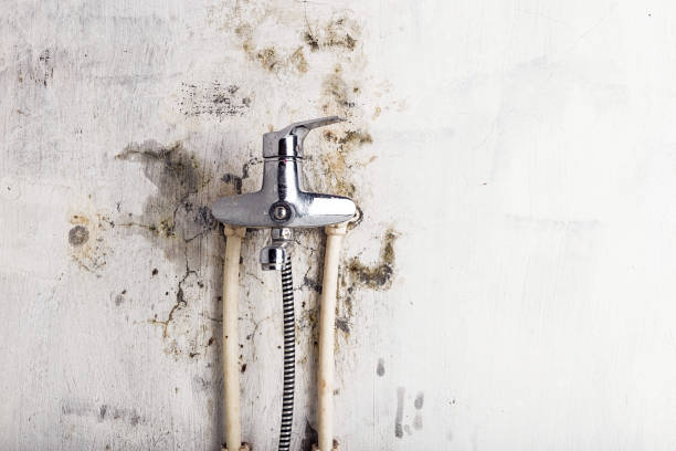Certified Mold Removal in San Fernando, CA