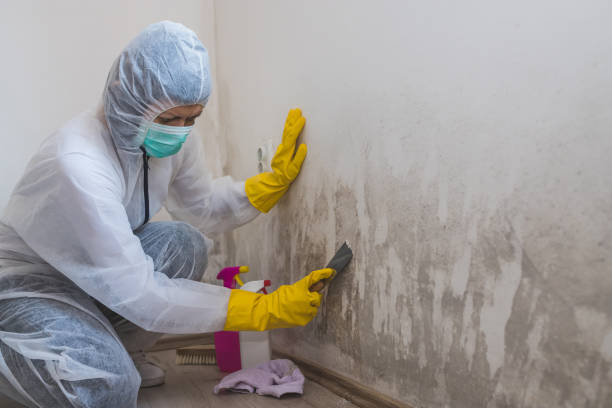 Best Professional Mold Removal  in San Fernando, CA