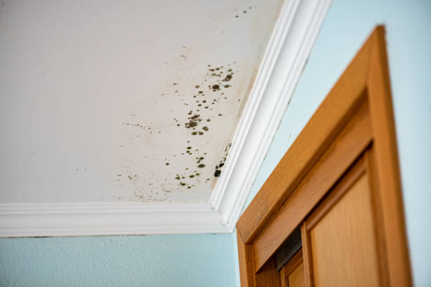 Best Mold Cleaning Services  in San Fernando, CA