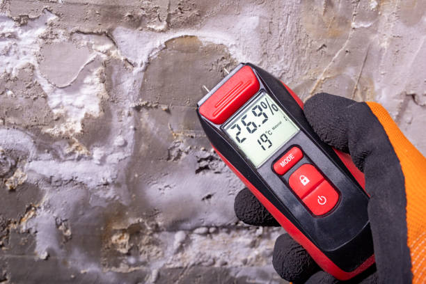 Best Black Mold Removal  in San Fernando, CA