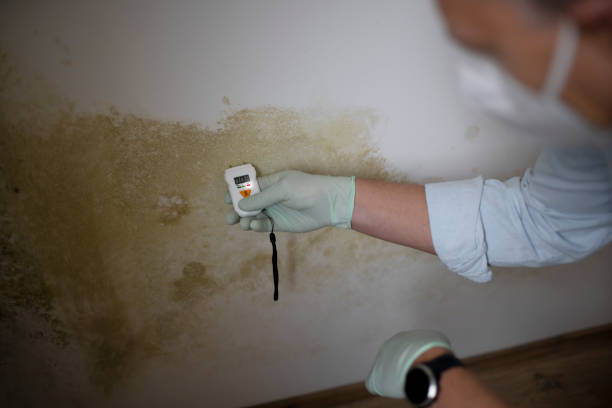 Best Office Mold Removal Services  in San Fernando, CA