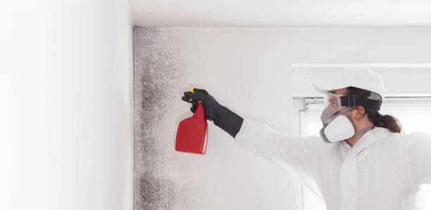 Best Fast Mold Removal  in San Fernando, CA