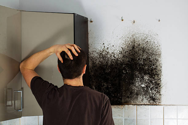 Best Mold Testing  in San Fernando, CA