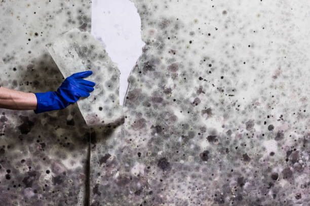 Best Commercial Mold Removal  in San Fernando, CA