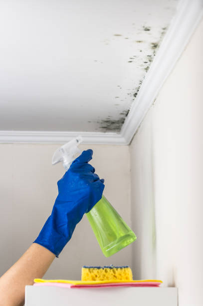 Best Same-Day Mold Removal  in San Fernando, CA