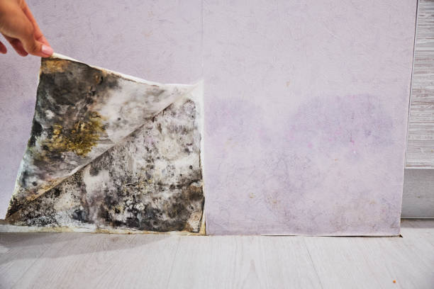 Best Emergency Mold Removal  in San Fernando, CA